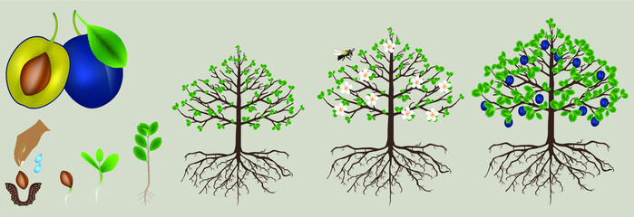 Cycle of plum plant growth isolated on white background.