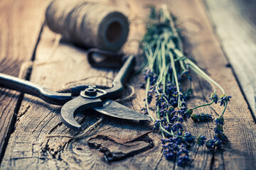 Wall Mural - Fresh and aromatic lavender on wooden table in summer