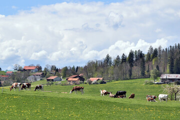 View of countryside with farm houses and cows grazing on green meadows