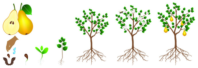 Wall Mural - The pear growth cycle is isolated on a white background.