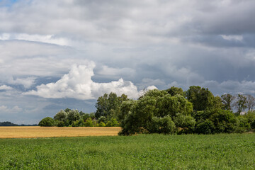 Wall Mural - summer landscapes with clouds and fields