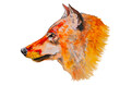 Fox head watercolor drawing isolated on white