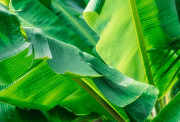 Wall Mural - Tropical banana leaf texture, large palm foliage,nature bright green background