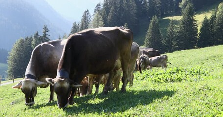 Wall Mural - swiss_cows