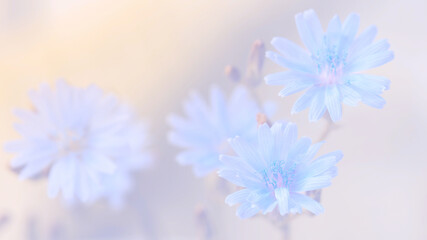 Wall Mural - delicate blue flowers on a pastel background. selective soft focus. beautiful floral banner.