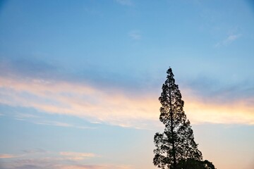 Canvas Print - tree on sunset sky background