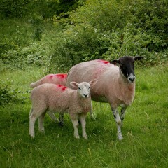 Sheep and two lambs looking at the camera