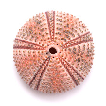Fauna Of Atlantic Ocean Around Gran Canaria - Skeletons Of Paracentrotus, Sea Urchin Isolated On White