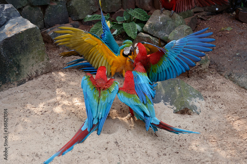 Fotomural Fighting Red-and-green Macaws (Ara chloropterus) and Blue-and-yellow Macaw (Ara