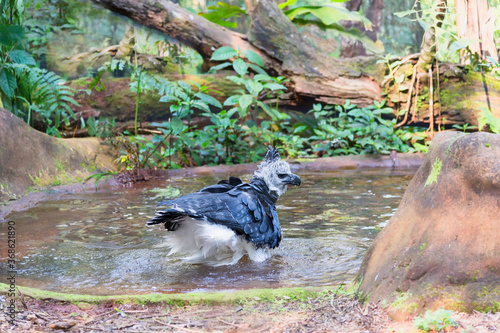 Cuadros en Lienzo Harpy Eagle (Harpia harpyia) bathing, Brazil