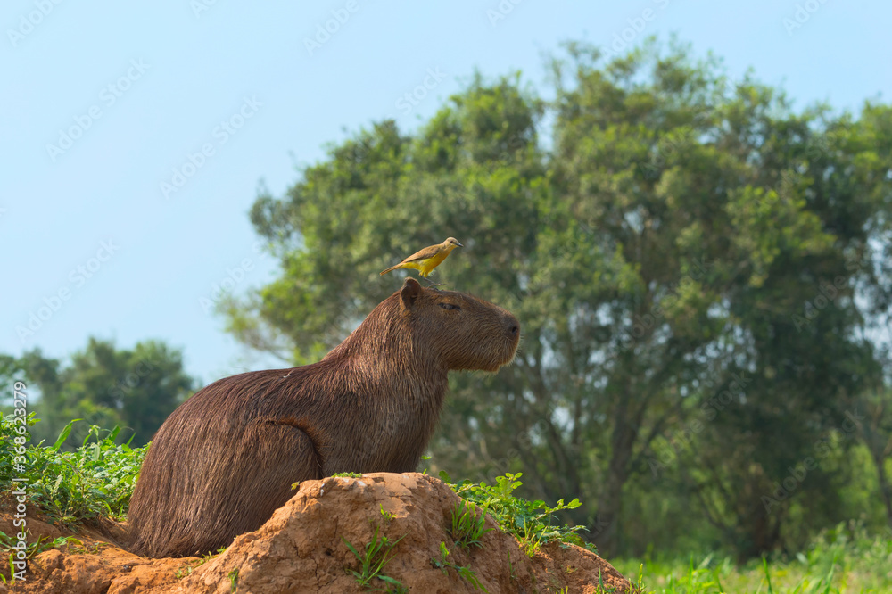 capybara-hydrochaeris-hydrochaeris-with-a-white-throated-kingbird