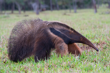 giant anteater (myrmecophaga tridactyla) foraging and feeding in termite mound, mato grosso, brazil