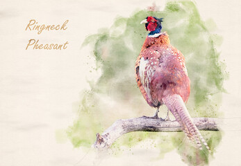 Sticker - Ringneck Pheasant (Phasianus colchicus) male waterpaint