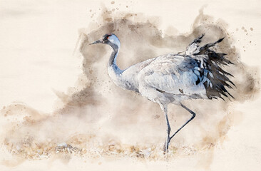 Canvas Print - Common crane (Grus grus) bird waterpaint