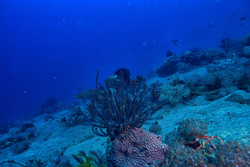 coral reef underwater / lagoon with corals, underwater landscape, snorkeling trip