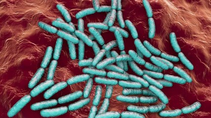 Wall Mural - Probiotic bacteria Lactobacillus in human intestine, intestinal normal flora, 3D animation