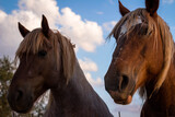 Fototapeta Konie - Pareja de caballos en el campo