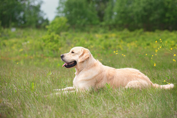 Wall Mural - Cute golden retriever dog lying in the green grass and flowers background.