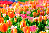 Fototapeta Tulipany - カラフルな色のチューリップ畑