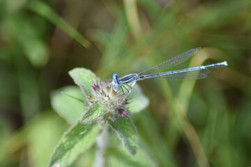 Canvas Print - Blaue Federlibelle, wissenschaftlich Platycnemis pennipes