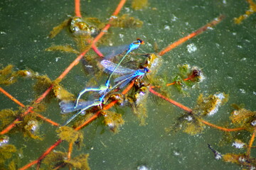 Canvas Print - Blaue Federlibelle, wissenschaftlich Platycnemis pennipes