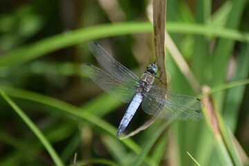 Poster - Libelle: Großer Blaupfeil, wissenschaftlich: Orthetrum cancellatum