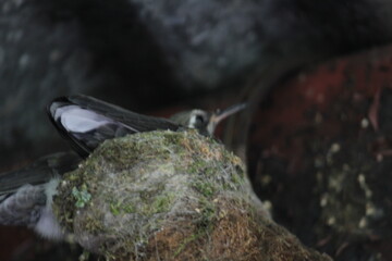 Two hummingbirds in the nest