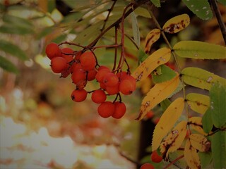 Wall Mural - red berries on a branch in autumn