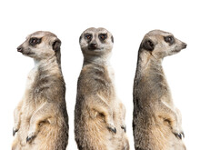 Three Meerkats Stand Watch Isolated On A White Background.