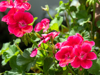 Wall Mural - Close up of pelargonium flowers in the garden