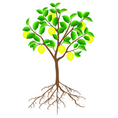 Wall Mural - Lemon tree with fruits and roots on a white background.
