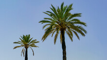 Wundervoll Saftige Palmen Wachsen Im Sandstrand Direkt Am Mittelmeer