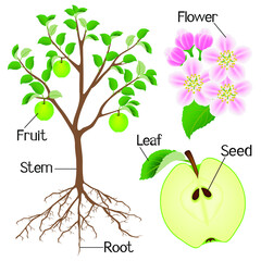 Wall Mural - Plant structure of apple tree isolated on white background.