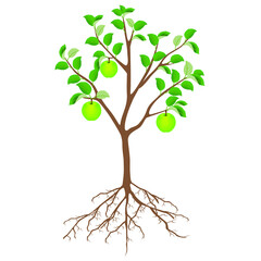 Wall Mural - Apple tree with apples and roots isolated on white background.