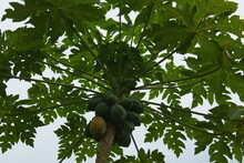 Papaya Tree With Fruits In Santa Clara At Amazonas River In Colombia
