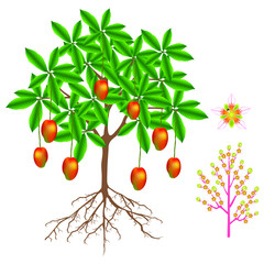 Wall Mural - part of mango plant isolated on white background.
