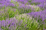 Fototapeta Lawenda - Beautiful fragrant lavender flowers on the green plain behind the farm