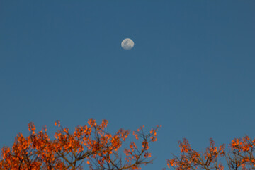 lua crescente em céu azul e com ramos de flores de uma mulungú.