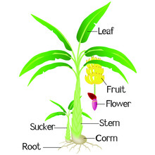 An Illustration Showing Parts Of A Plant Banana.
