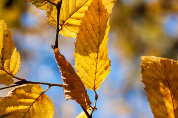 Dry yellow leaves on a branch against the blue sky background in autumn fall on a sunny day.