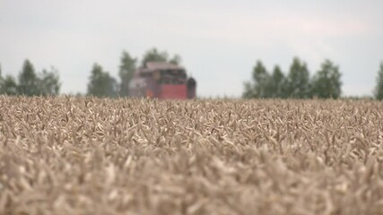 Wall Mural - Combine harvester working on a wheat field. Combine harvester machine harvesting ripe wheat crops in cultivated agricultural field, selective focus
