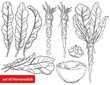Set of outline Horseradish plant with leaf, root and chrain sauce in black isolated on white background. 