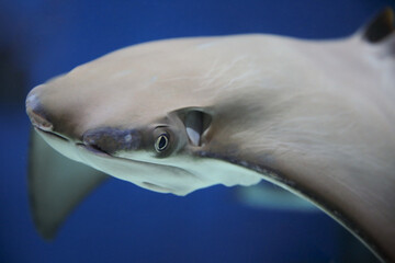 Wall Mural - cownose ray swimming in the water,  
fish underwater in the aquarium