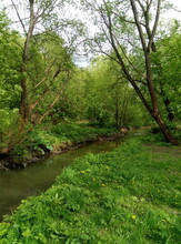 Green Stream In The Forest