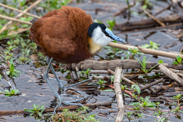 African Jacana