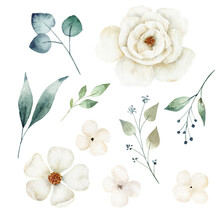 Watercolor White Flower And Greenery Leaves Set. Hand Painted Clipart.