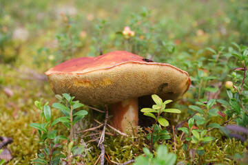 Wall Mural - Edable mushroom -Boletus edulis in the forest