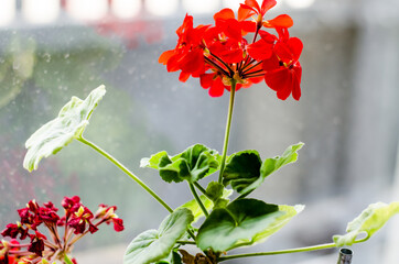 Wall Mural - Geranium with red flowers on the windowsill.