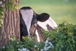 Single black and white cow standing in a field, hiding behind a tree