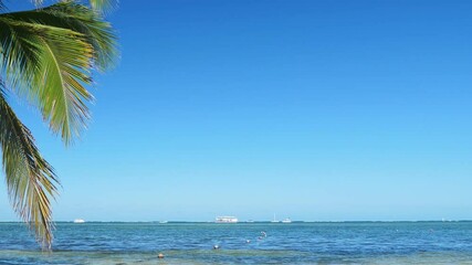 Wall Mural - Coconut palm trees on tropical shore. Caribbean getaways. Travel destinations. Summer holidays